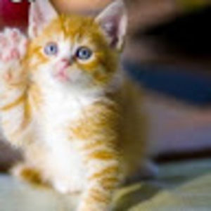 Meet your Posher, Mandi